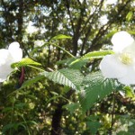 白山吹の気高い花姿