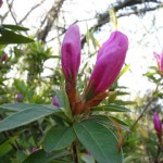 散歩道にはツツジがふくらんでいる