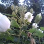 駐車場の白芙蓉