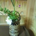 書院にはもう秋の花