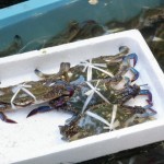 一箱1000円、安い！