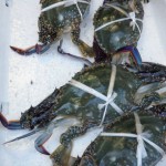 活きのよいワタリガニ