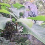 大山蓮華のつぼみ