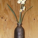 八重と一重の水仙