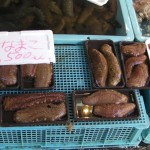 丸々と太ったなまこ