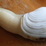 これがミル貝だ