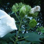 門前の白芙蓉は、夕刻にはしぼんでいる