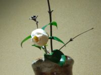 3月の花 白玉椿 白山吹