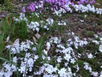 4月の慈眼院坐禅会